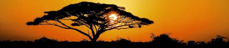 Abendstimmung mit Baum in Suedafrika