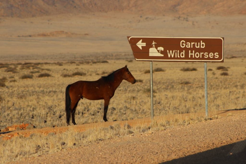 Garub Wildpferde in Namibia Mietwagen Preisvergleich