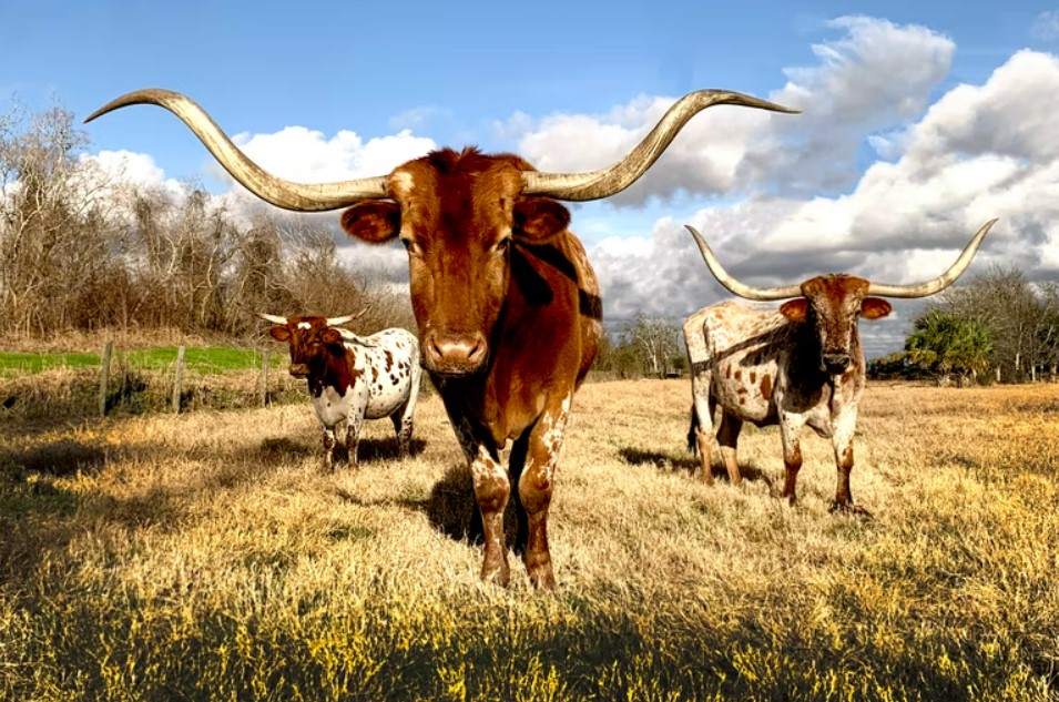 Mietwagen Dallas Longhorn Stier