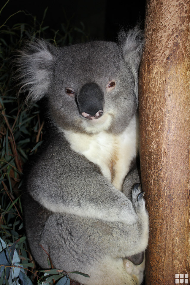 Koala Baer, mietwagen australien