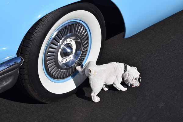 Hund pinkelt an Autoreifen Oldtimer USA