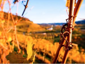 Offenburg im Herbst zur Weinlese