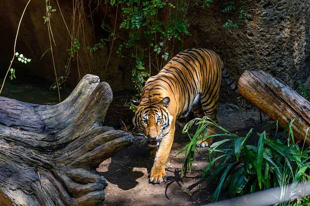 Tiger in San Diego Zoo