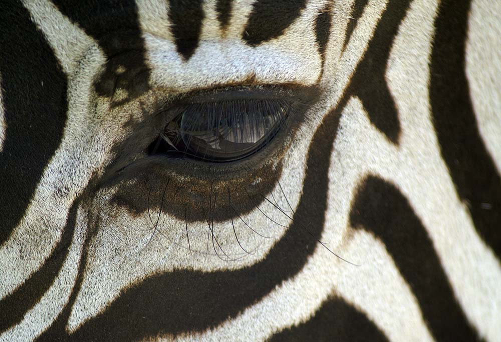 Zebra Auge Nahaufnahme