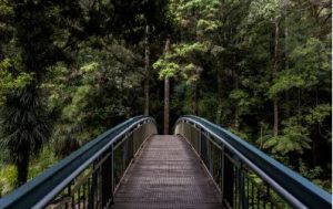 Brücke mit Baumfarnen, Mietwagen Rotorua