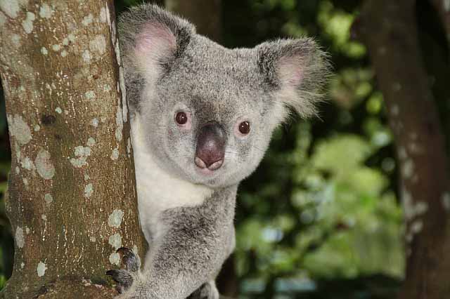 Koala Baer in Brisbane