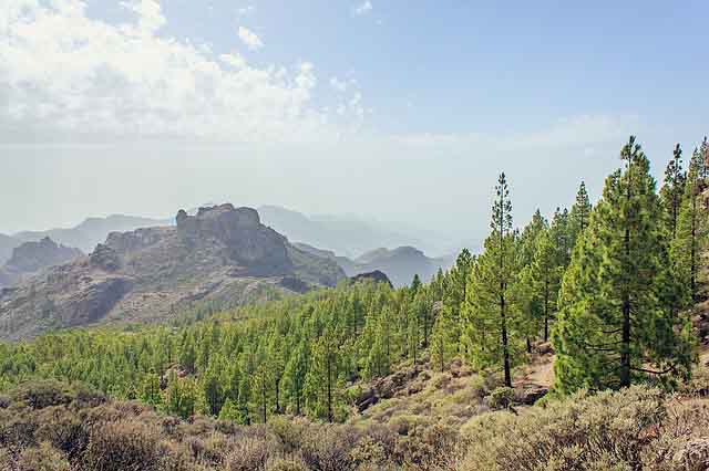 Berglandschaft mit Wald auf Gran Canaria