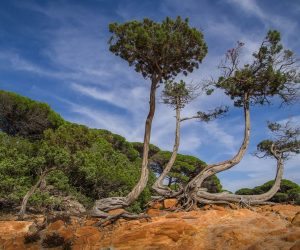 Bastia Kiefern an der Kueste Korsikas