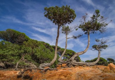 Bastia Kiefern an der Kueste Korsikas