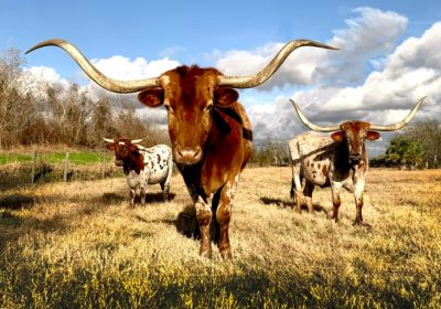 Mietwagen Dallas Longhorn Stier