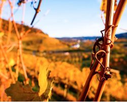 Offenburg im Herbst zur Weinlese