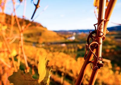 Offenburg im Herbst zur Weinlese