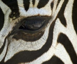 Zebra Auge Nahaufnahme