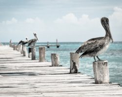 Pelikane auf Holzsteg in Miami Beach