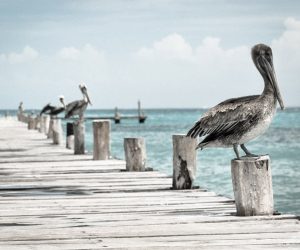 Pelikane auf Holzsteg in Miami Beach
