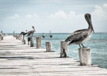 Pelikane auf Holzsteg in Miami Beach