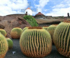 Kakteen Mietwagen Lanzarote Preisvergleich