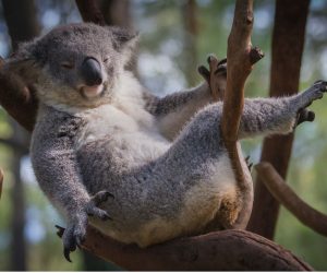 motorrad mieten australien koala beitragsbild